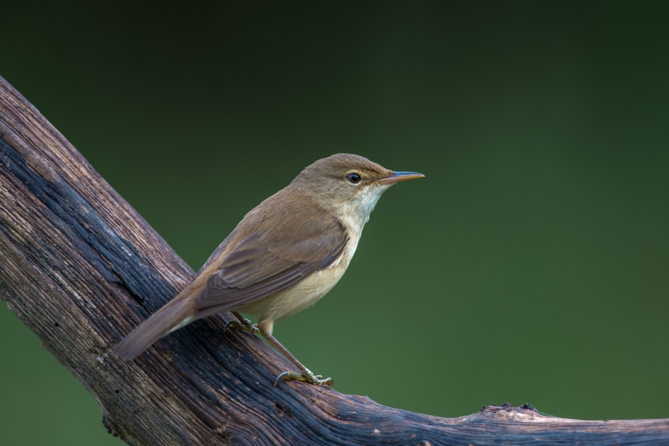 Zawodnik na spalonym. . Zdjęcie 336401