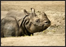 Pożegnanie z afryką