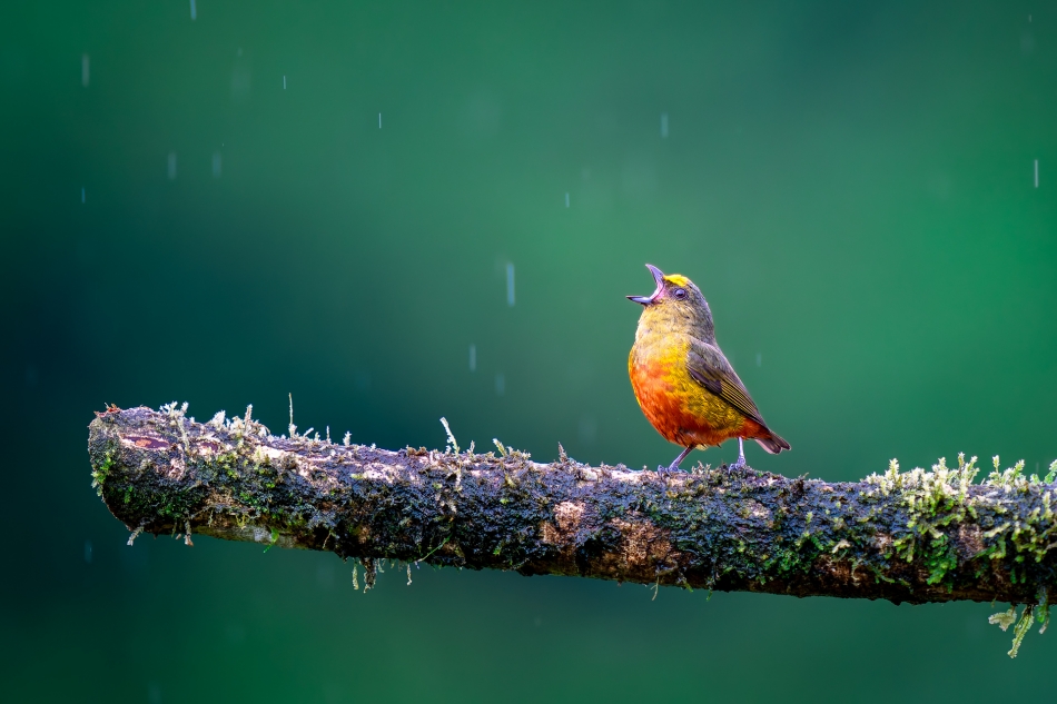 Lilen - Organka zielonkawa. Organka zielonkawa (Euphonia gouldi) to mały, bardzo ruchliwy ptaszek z rodziny zięb. Zamieszkuje głównie w wilgotnych lasach i na przyległych do nich krzaczastych polanach na obszarze rozciągającym się od południowego Meksyku