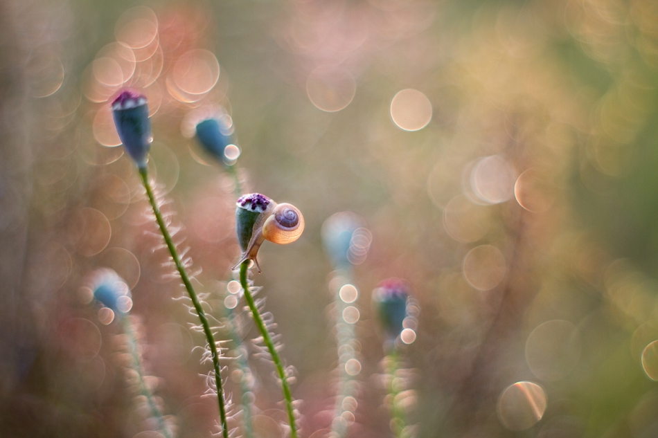 agnez - Śli-mak. Zapraszam na PE. Zdjęcie 160633
