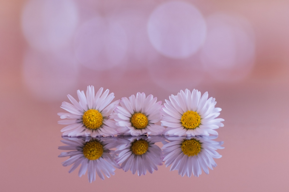 radson_foto - stokrotka (Bellis perennis). . Zdjęcie 301097
