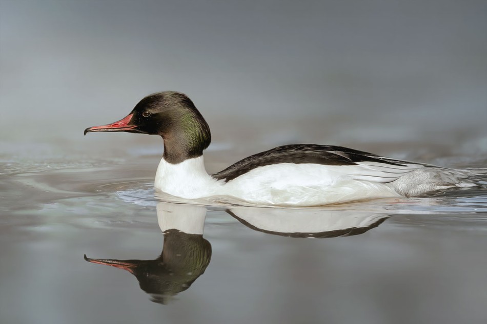 Pan Nurogęś. . Zdjęcie 339215