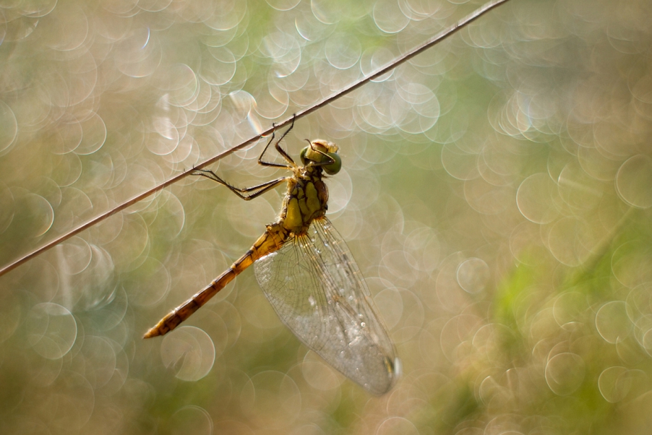 agnez - W porannej rosie. Pentacon 50/1.8  Zapraszam na PE. Zdjęcie 139225