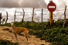 Un chien andalou