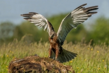 Błotniak stawowy 