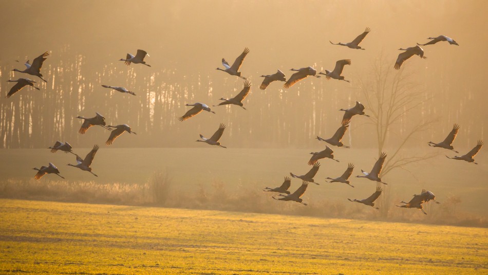 Stado żurawi w porannym świetle. . Zdjęcie 339310