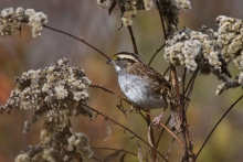 White -throated Sparrow