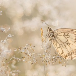 W porannych błyskotkach