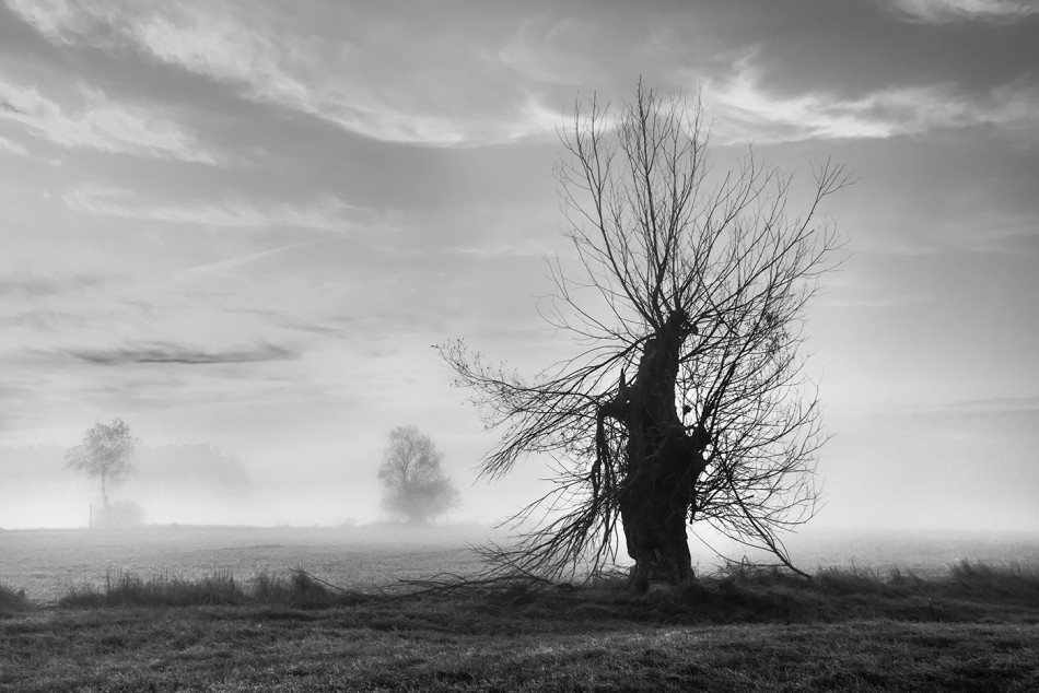 Okaleczony. . Zdjęcie 339641