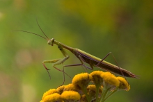Mantis religiosa