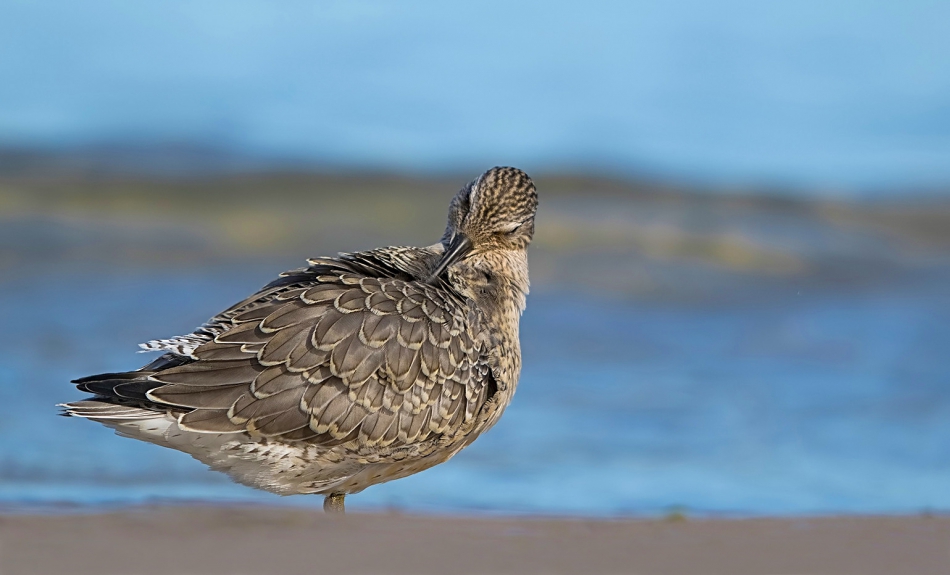 roman53 - Biegus rdzawy. . Zdjęcie 318662