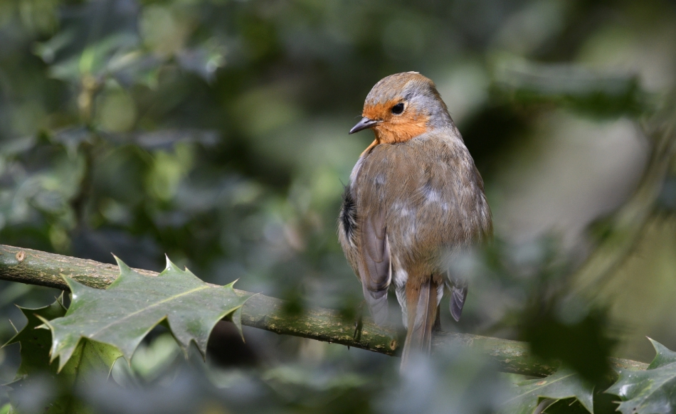 moramiko - Wygrzewając się w słońcu. . Rudzik wygrzewa się w jesiennych promieniach słońca. . Zdjęcie 319219