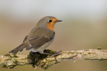 (Erithacus rubecula)