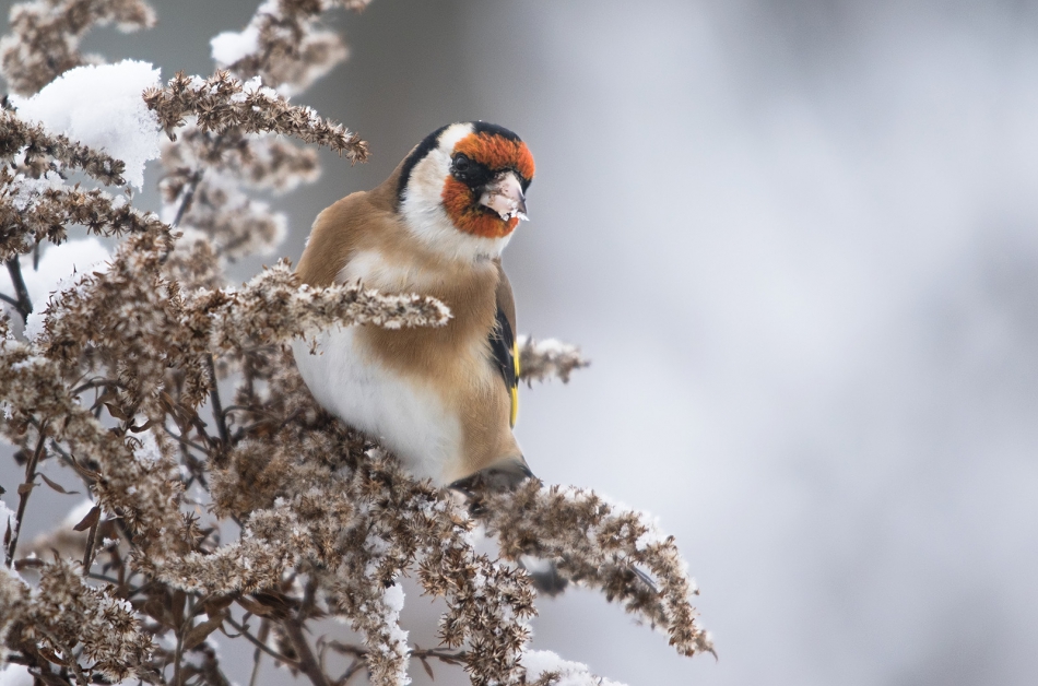 roman53 - Szczygieł. . Zdjęcie 309627