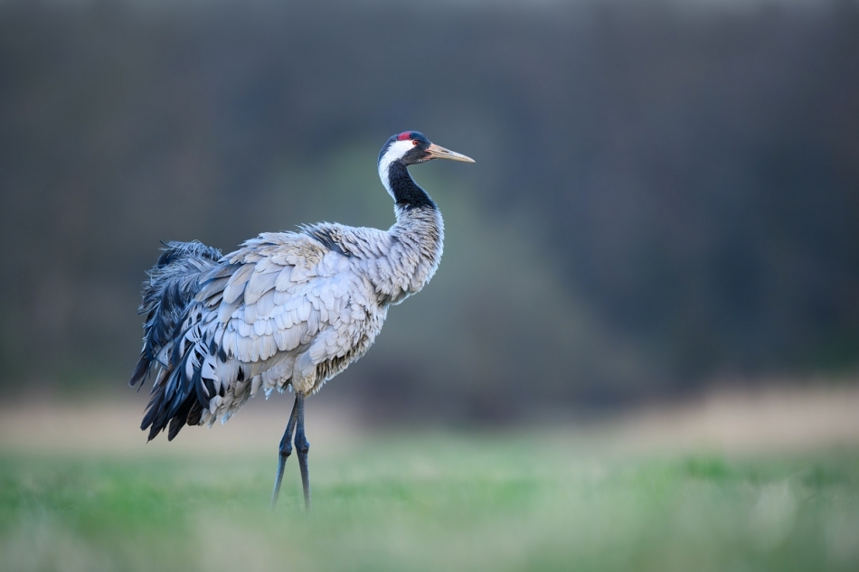 Żuraw, Common Crane (Grus grus) ... 2025r. . Zdjęcie 332645