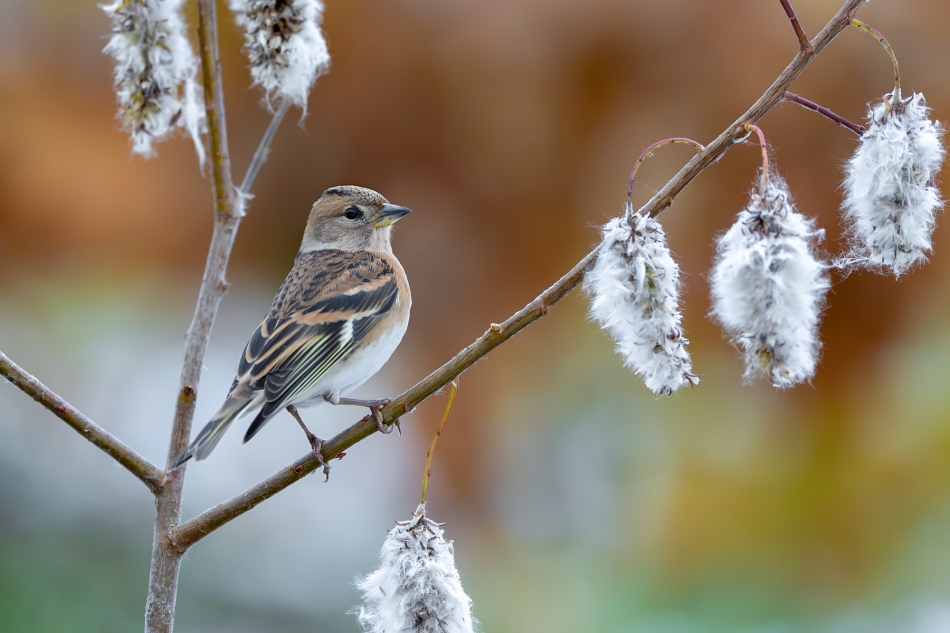 fotodam - Kotki. Jer (Fringilla montifringilla) Brambling. Zdjęcie 328754