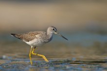 Lesser Yellowlegs (Trin...