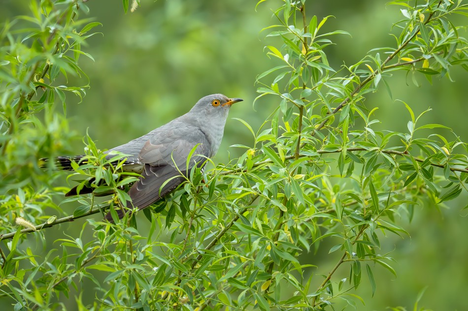 Duch zieleni. Kukułka (Cuculus canorus). Zdjęcie 340428