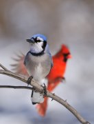 Blue Jay  & Northern Ca...
