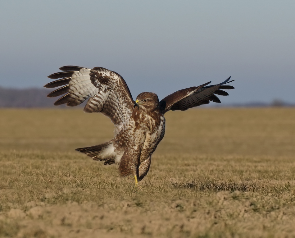 przyb - . . Zdjęcie 189391