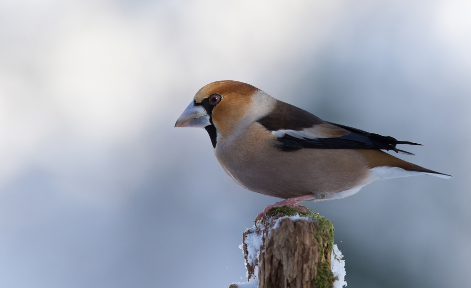 fotorom - Grubodziób (Coccothraustes coccothraustes). PE. Zdjęcie 283597