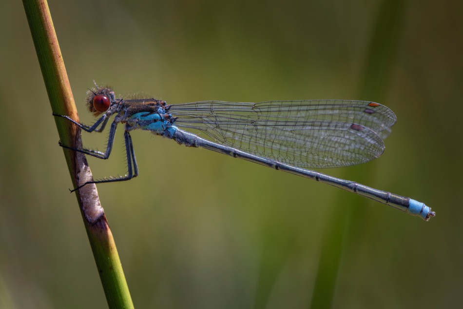 Oczobarwnica. . Zdjęcie 339436